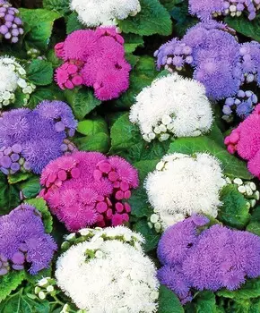 Агератум Сокровища Ацтеков 0,3 гр