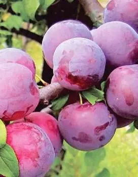 Алыча Путешественница (Prunus cerasifera) 1 шт ОКС