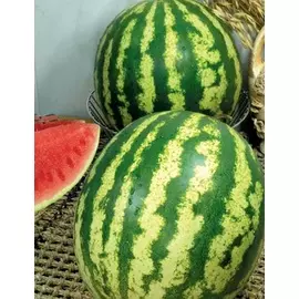 Арбуз АУ-Продюсер (Hollar Seeds) 10шт цв.п.