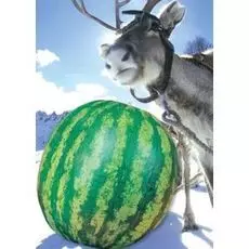 Арбуз Лапландия F1 (УД) 3 шт цв.п.