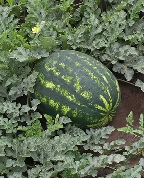 Арбуз Лапландия F1 (Сибирская серия) цв.п. 3 шт