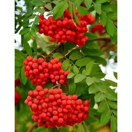 Арония обыкновенная 1 шт