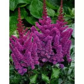 Астильба Блэк энд Блю 1 шт.