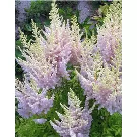 Астильба Милк энд Хоней 1 шт.