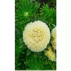 Астра Балун желтая 0,1 гр