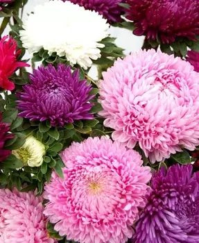 Астра Дюшес смесь 0,2 гр