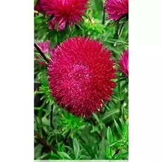 Астра Джувел пурпурная 0,1 гр