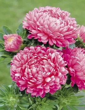 Астра Фламинго розовый 0,2 гр