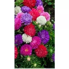 Астра Эрфуртский карлик 0,2 гр