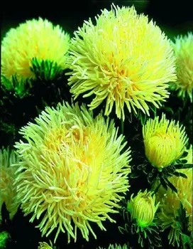 Астра коготковая Краллен Голд 0,2 гр