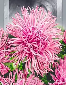 Астра коготковая Краллен Шиншилла 0,2 гр