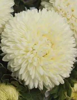 Астра Кремовая 0,2 гр