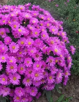 Астра кустарниковая Аннеке 1 шт Р9