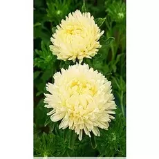 Астра Леди Корал кремово-белая 0,1гр