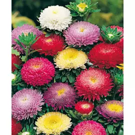 Астра Махровое чудо 0,2 гр цв п