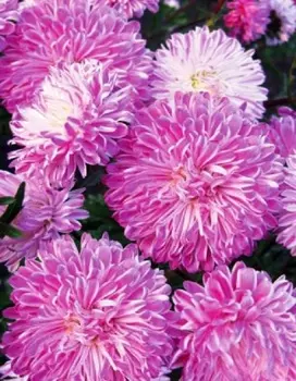 Астра обильноцветущая Марсианка 0,2 гр