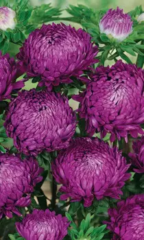 Астра пионовидная Фиолетовая башня 0,2 гр