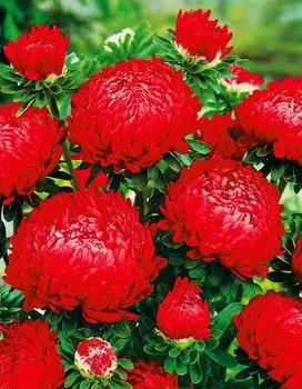 Астра пионовидная Красная башня 0,2 гр