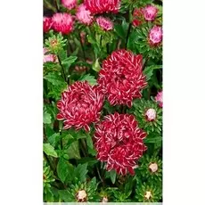 Астра Риббон красная 0,1 гр