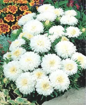 Астра Снежный жемчуг 0,2 гр