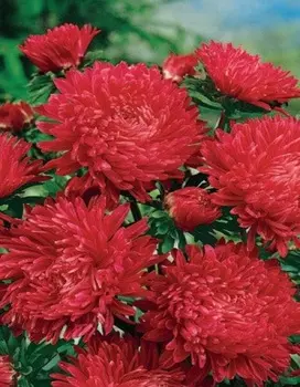 Астра Вайолеттер красная 0,2 гр