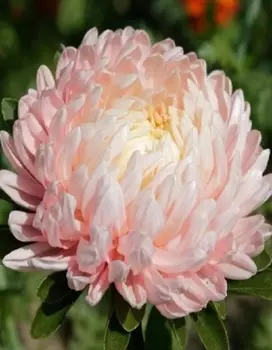 Астра Зефир 0,2 гр