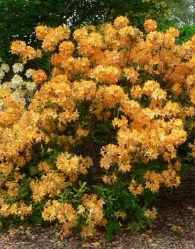 Азалия крупноцветковая Голден Лайтс 1 шт Р9