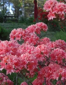 Азалия крупноцветковая Хоумбуш 1 шт Р9