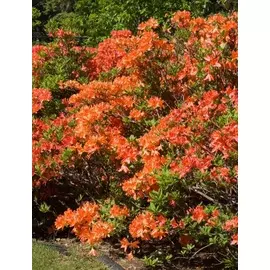 Азалия крупноцветковая Мандарин Лайтс 1 шт Р9