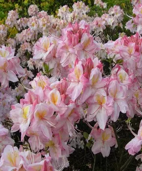 Азалия крупноцветковая Сатоми 1 шт Р9