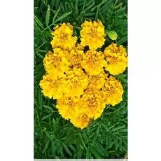 Бархатцы отклоненные Брокад Еллоу 0,5 гр