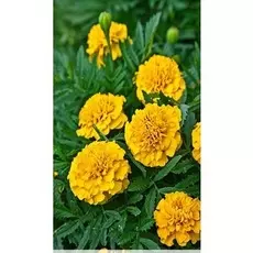 Бархатцы отклоненные Фестиваль 0,5 гр