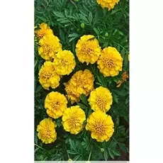 Бархатцы отклоненные Лемон Дроп 0,5 гр