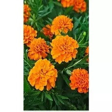 Бархатцы отклоненные махровые Мандарин 0,5 гр