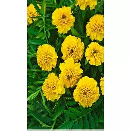Бархатцы отклоненные махровые Петит желтый 0,5 гр