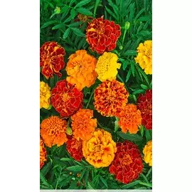 Бархатцы отклоненные махровые Веселая поляна 0,5 гр