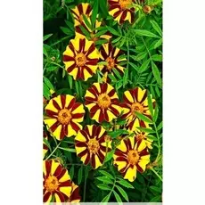 Бархатцы отклоненные Стриптиз 0,5 гр