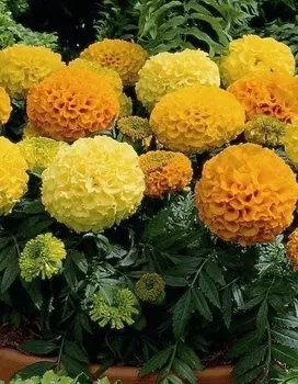 Бархатцы прямостоячие Махровая смесь 0,5гр