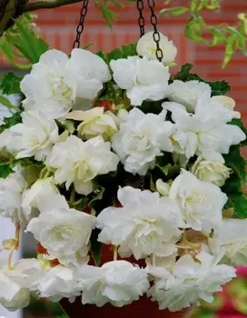 Бегония Ампельная Белая 1 уп. ( 2 шт.)