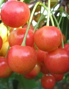 Черешня Брянская розовая 1шт ОКС
