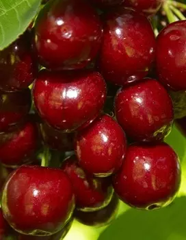 Черешня В.Чкалов 1шт ОКС