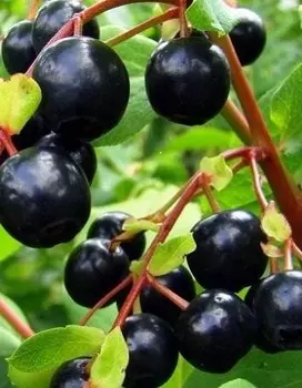 Черника кавказская (Vaccnium arctostphylos) 1 шт