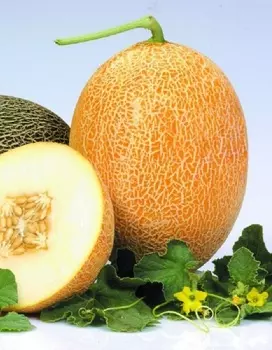 Дыня Карамель F1 (Clause) 10шт, цв.п.