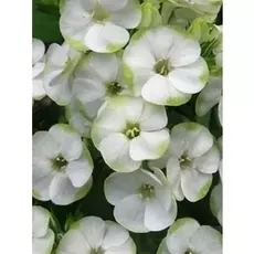 Флокс Джейд 1 шт.