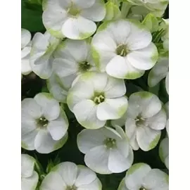 Флокс Джейд 1 шт Р9