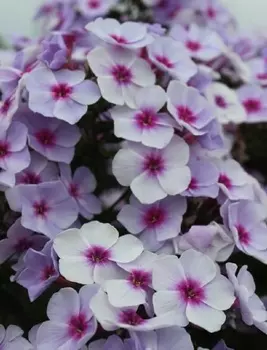 Флокс Свизл Блю 1 шт Р9