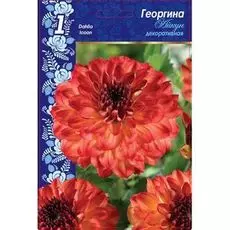 Георгина Айкун 1 шт