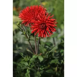 Георгина Апаче 1 шт