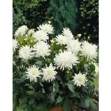 Георгина Аспен 1шт