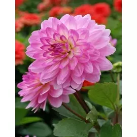 Георгина Бисти 1 шт